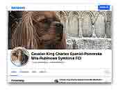 Cavalier King Charles Spaniel Pomorska Mila – Rubinowa Symfonia FCI