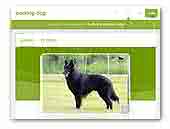 Belgian Shepherd Groenendael stud dog – Devil's Fire Terango Royal