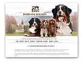 Bohemia Hagrid - Bernese Mountain Dog & Cavalier King Charles Spaniel