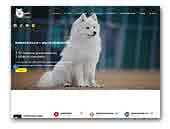Japanese Spitz - Byakko Kitsune
