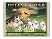Chihuahuas Helena's Band Kennel