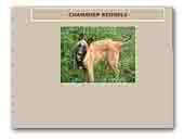 Chamshep Belgian Shepherds and Silky Terriers 