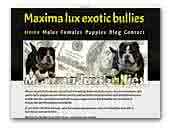 Maxima lux bullies kennel