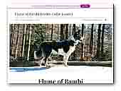 Flame of Bambi Border Collie Kennel