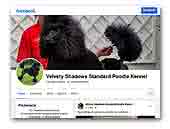 Standard Poodle Velvety Shadows