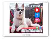 White Swiss Shepherd Dog From Hollywood Family FCI