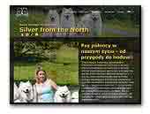 Samoyed Silver from the North