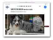 Silver Red Border Collies