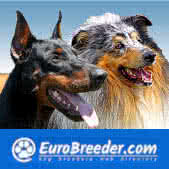 Dog Breeders in Europe, Americas and Australia