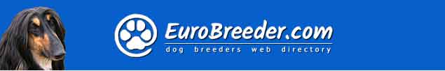 Afghan Hound Dog Breeders - EuroBreeder.com