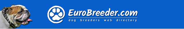English Bulldog Breeders - EuroBreeder.com