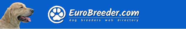 Golden Retriever Dog Breeders - EuroBreeder.com