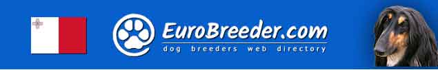 Malta Dog Breeders - EuroBreeder.com