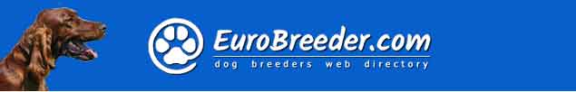 Irish Red Setter Breeders - EuroBreeder.com