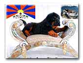 Amaruq-Chimo Tibeti Masztiff Kennel