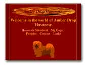 Amberdrop Havanese