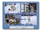 Anana Amarok FCI Siberian Husky Kennel