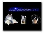 Blue Bricassart FCI