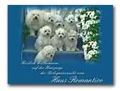 Bologneser vom Haus Romantico
