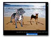Bordpol Staffordshire Bull Terriers & Smooth Coat Chiuhahuas
