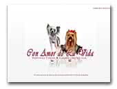 Con Amor de la Vida Yorkshire Terrier & Chinese Crested Dog