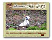 Del Nero english setter & epagneul breton kennel