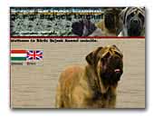 Bőrös Bajnok Kennel Mastiff
