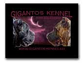 Gigantos kennel dogo canario & drahthaar