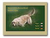 Hanna's Golden Princess Kennel
