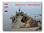 No To Co English Mastiff