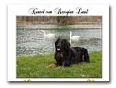 Hovawart vom Barogian Land