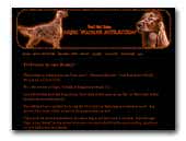 Nigel Wolmar Attraction Irish Red Setter