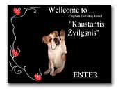 English Bulldog Kennel Kaustantis Žvilgsnis