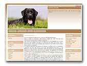 Labradors Blacksugar