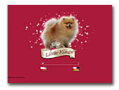  Pomeranian-Zwergspitz Kennel Little King's
