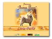 Livia-Pache / ЛИВИА ПАЧЕ