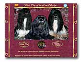of the Lion Bridge Shih Tzu Kennel