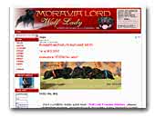 kennel Moravia Lord staffordshire bull terrier