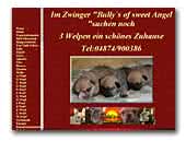 Französische Bulldoggen of real Diamond´s