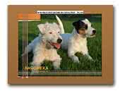 Amromeka Kennel
