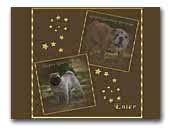 Qupios Quality Bulldogs & Pugs