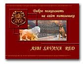Asbi Savana Red kennel Rhodesian Ridgeback 