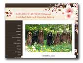  Saturnii Cartoon's Irish & Gordon Setters
