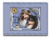 Scottica's Collies