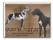 Serenczas FCI Great dane black and harlequin