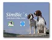 SimBic's irish red & white setter