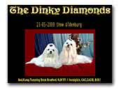 Dinky Diamonds Maltese