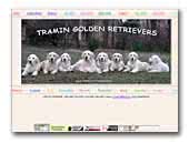 Tramin Golden Retrievers