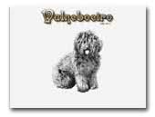 Valneboeiro Perro de Agua Español