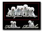 kennel Fonema and kennel Rokoko West Highland White Terrier